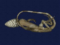 藏品(斯文豪氏攀蜥)的圖片